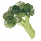 Bròcoli